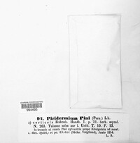 Cronartium pini image